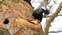 Jackdaw (Corvus monedula) taking a bundle of wool into a nest hole in tree, Inverness-shire, Scotland, UK, April 2011