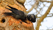 Jackdaw (Corvus monedula) pair looking into their nest hole and quivering their tales, Inverness-shire, Scotland, April 2011