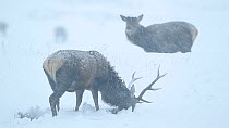 Red deer (Cervus elaphus) stag feeding in the snow, with a female in the background, Cairngorms NP, Scotland, December 2011