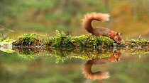 Red squirrel (Sciurus vulgaris) adult foraging around a woodland pool, Cairngorms NP, Scotland, UK, November 2011