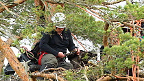 RSPB officer examining White-tailed sea eagle (Haliaeetus alicilla) chick at nest and measuring its wing, Beinn Eighe NNR, Wester Ross, Scotland, UK, June 2011