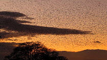 Murmuration of Common starlings (Sturnus vulgaris) silhouetted at sunset before settling to roost, Gretna Green, Dumfries and Galloway, Scotland, December 2011