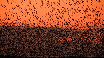Murmuration of Common starlings (Sturnus vulgaris) silhouetted at sunset before settling to roost, Gretna Green, Dumfries and Galloway, Scotland, December 2011