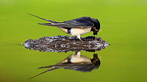 Adult Barn swallow (Hirundo rustica) collecting mud at pool for nest building, Inverness-shire, Scotland, UK, May 2011