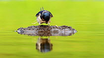 Adult Barn swallow (Hirundo rustica) collecting mud at pool for nest building, Inverness-shire, Scotland, UK, May 2011