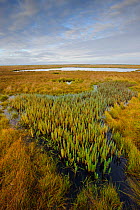 Mare's tail (Hippuris vulgaris) growing in a shallow tundra wetland, Yukon Delta National Wildlife Refuge, Alaska, USA September