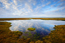 Coastal tundra pond, Yukon Delta National Wildlife Refuge, Alaska, USA September