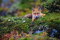 Red fox (Vulpes vulpes) Yukon Delta National Wildlife Refuge, Alaska, USA