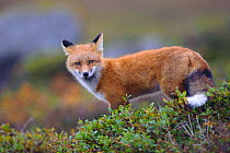 Red fox (Vulpes vulpes), Yukon Delta National Wildlife Refuge, Alaska, USA