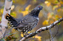 Spruce grouse (Falcipennis canadensis) adult male in a birch, in winter birds spend more time foraging in trees, Central Alaska, USA September