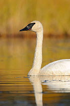 Trumpeter swan (Cygnus buccinator) adult profile on a nesting lake, Central Alaska, USA September