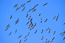 Lesser Sandhill cranes (Grus canadensis) riding thermals in migration along the Alaska Range near Mt. McKinley. These birds are from the mid-continent population that nest across Northcentral Canada t...