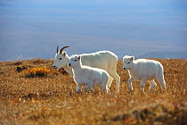 Dall sheep (Ovis dalli) ewe and lambs, Denali National Park, Alaska, USA