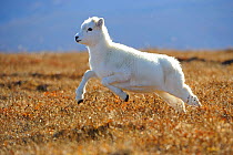 Dall sheep (Ovis dalli) yearling lamb running across alpine tundra,  Denali National Park, Alaska, USA