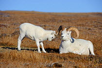 Dall sheep (Ovis dalli) lamb tests a ram, Denali National Park, Alaska, USA