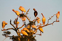 White ibis (Eudocimus albus) group roosting in the Mississippi River Delta wetlands, Terrebonne Parish, Louisiana, USA