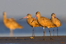 Marbled godwits (Limosa fedoa) group of adults standing on shore of a barrier island, Terrebonne Parish, Louisiana, USA