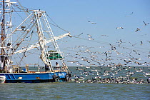 Laughing gulls (Leucophaeus atricilla) reap rewards of Louisiana shrimp trawler dumping bycatch overboard, Cocodrie, Louisiana, USA