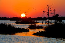 Sunset over marsh near the mouth of the Mississippi River, Venice, Louisiana, USA