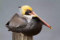 Brown pelican (Pelecanus occidentalis) adult in basic (winter) plumage roosting on a piling, Cameron Parrish, Louisiana, USA. December