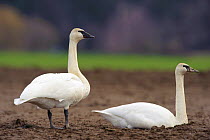 Trumpeter swans (Cygnus buccinator) adult pairresting in an agricultural field, Skagit County, Washington, USA, February