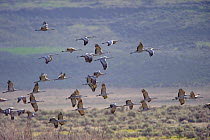 Sandhill cranes (Grus canadensis) flock in flight on their north bound migration, Adams County, Washington, USA April
