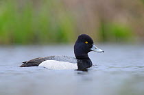 Lesser scaup duck (Aythya affinis) male profile on water, King County, Washington, USA April