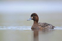 Lesser scaup duck (Aythya affinis) female profile on water, King County, Washington, USA April