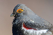 Dusky grouse (Dendragapus obscurus) male displaying in spring, Okanogan County, Washington, USA April