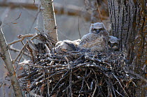 Great Horned owl (Bubo virginianus) chicks in nest, this species does not build its own nest but occupies the nest of another species from a previous season. Okanogan County, Washington, USA April
