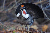 Dusky grouse (Dendragapus obscurus) male with fully engorged eye combs displaying in spring, Okanogan County, Washington, USA April