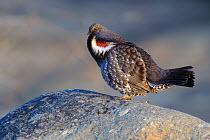 Dusky grouse (Dendragapus obscurus) male displaying to attract a mate in spring, Okanogan County, Washington, USA April
