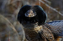 Ruffed grouse (Bonasa umbellus) male displaying neck ruff. The ruff is most often displayed once a female has been attracted by the males drumming and is present. Okanogan County, Washington, USA Apri...