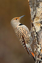 Northern flicker (Colaptes auratus) adult female of the western red shafted form. Okanogan County, Washington, USA April