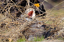 Dusky grouse (Dendragapus obscurus) male pursuing a female in spring, Okanogan County, Washington, USA April