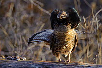 Ruffed grouse (Bonasa umbellus) male displaying neck "ruff". The ruff is most often displayed once a female has been attracted by the males drumming and is present. Okanogan County, Washington, USA Ap...