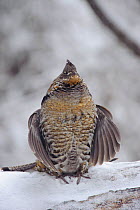 Ruffed grouse (Bonasa umbellus) male drumming in spring to attract females. Grouse begins with 2 or 3 slow beats, then gradually increases the speed creating a drumlike roll. Okanogan County, Washingt...