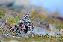 White tailed ptarmigan (Lagopus leucurus) adult female resting on ground in autumnal moult, Central Cascades, Washington, USA. September.