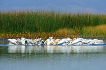 American White pelicans (Pelecanus erythrorhynchos) flock cooperative feeding in a shallow marsh during fall migration, Malheur County, Oregon, USA September