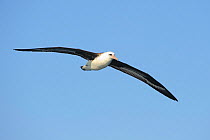 Laysan albatross (Phoebastria immutabilis) soaring. Gray's Harbor County, Washington, USA October