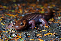 Northwestern salamander (Ambystoma gracile) crawling across the forest floor at night. Mount Rainier National Park, Washington, USA. October.