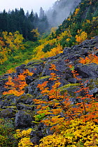 Fall Vine maple and boulders, Mount Rainier National Park, Washington, USA October 2011