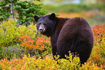Black bear (Ursus americana) foraging for alpine berries during Autumn, Cascade Mountains, Washington, USA