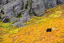 Black bear (Ursus americana) foraging for alpine berries during Autumn, on hillside, Cascade Mountains, Washington, USA