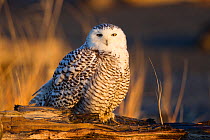 Immature Snowy owl (Bubo scandiacus) in early morning light, Grays Harbor County, Washington, USA December
