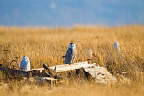 Snowy owls (Bubo scandiacus) roosting on coastal driftwood. The immature female in the centre is giving the 'mewing whistle' call as a territorial signal to other owls. Grays Harbor County, Washington...