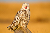 Snowy owl (Bubo scandiacus) yawning or bill-stretching, Grays Harbor County, Washington, USA December