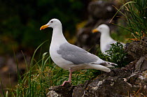 Glaucous winged gulls (Larus glaucescens) pair near their nest, St. Lazaria Island, Alaska, USA June