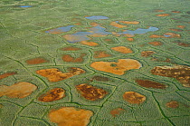 Aerial view of tundra polygons, National Petroleum Reserve, Alaska, USA July 2007
