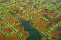 Aerial view of tundra polygons and caribou tracks, National Petroleum Reserve, Alaska, USA July 2007